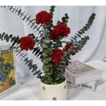 Preserved Carnation Potted Plant